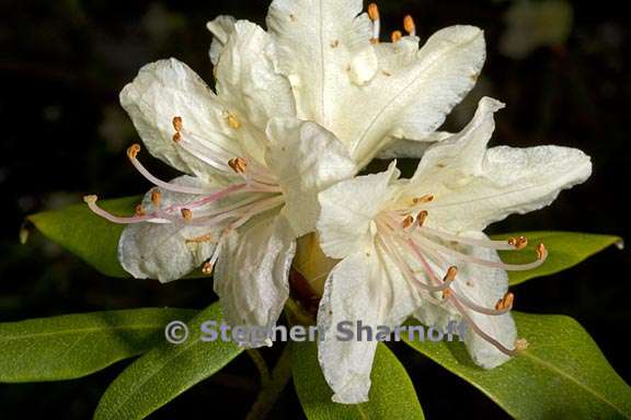 rhododendron keiskei var ozawae subsection triflora 1 graphic